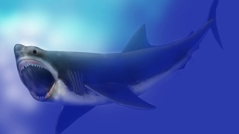 Megalodon art