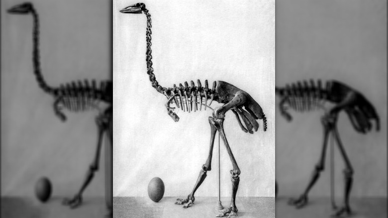 Elephant bird skeleton