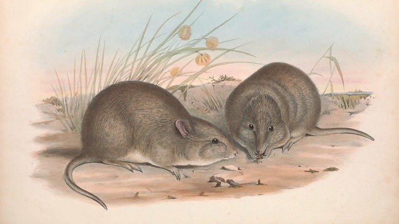 Broad-faced potoroo