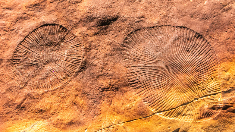 Dickinsonia fossils