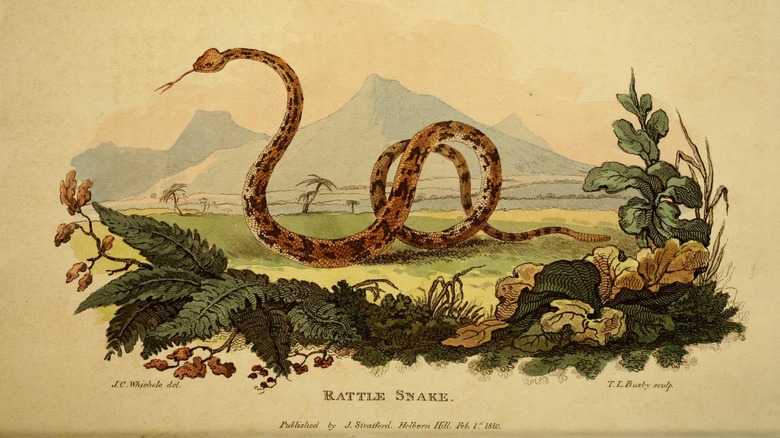 1811 illustration of a rattlesnake