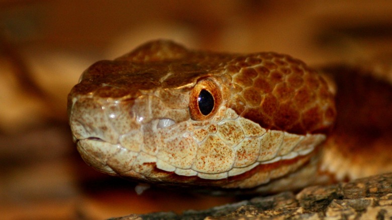 Copperhead snake in Louisville Zoo, Kentucky