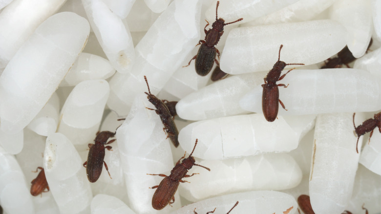 saw-toothed grain beetles on rice