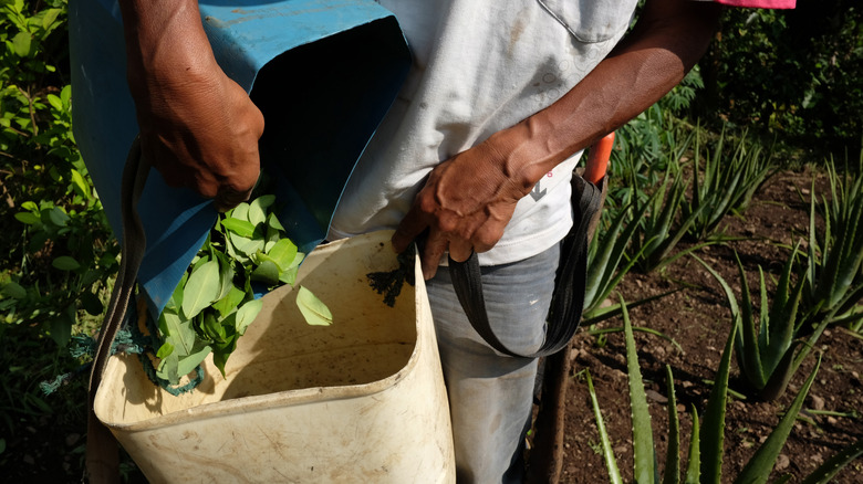 Coca leaves