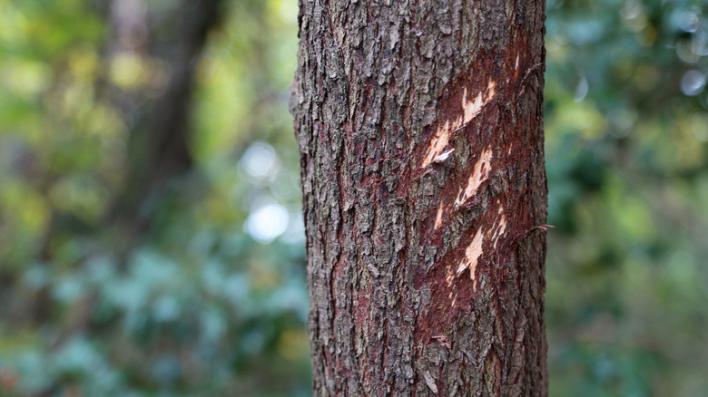 Marks on a tree that could be from Bigfoot