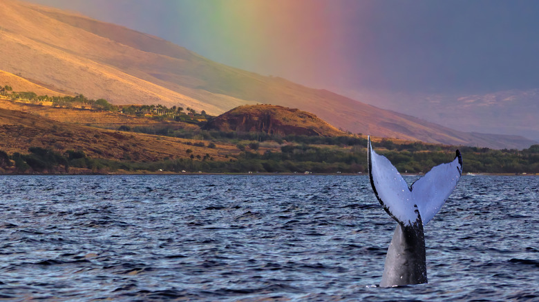 Humpback whale tale and rainbow