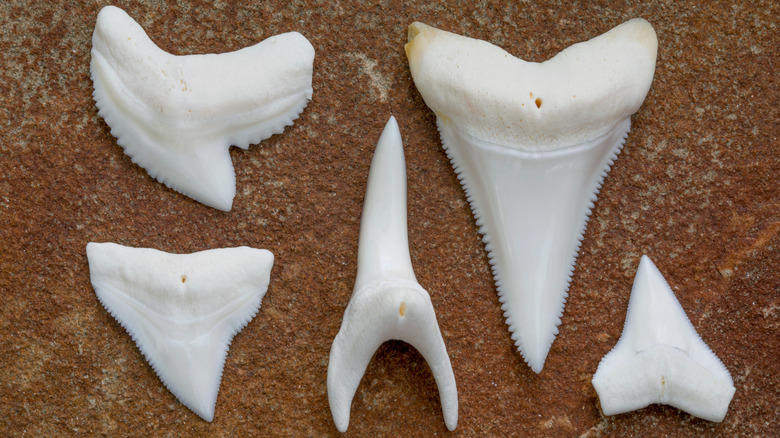 Shark teeth