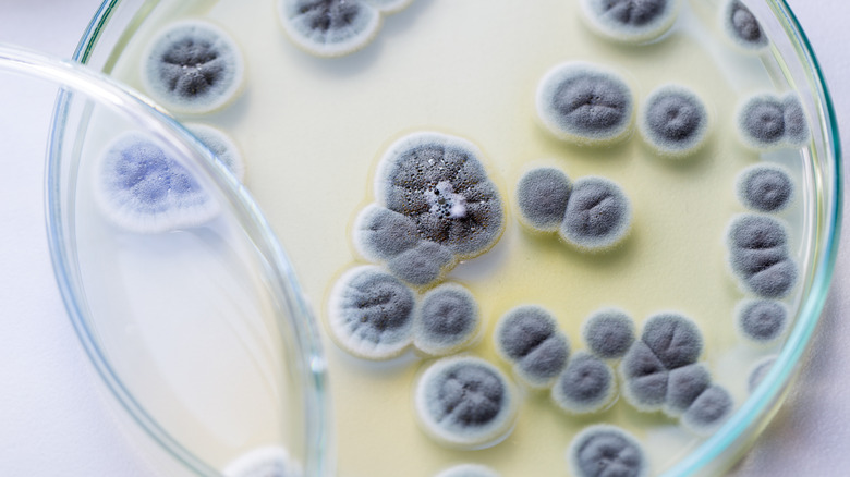 fungus in a petri dish