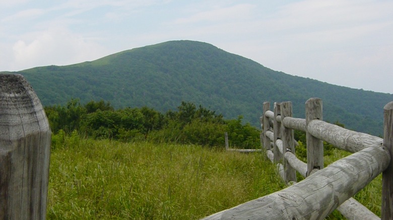 Roan Mountain, North Carolina