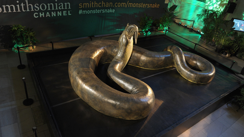 Titanoboa snacking on a crocodile