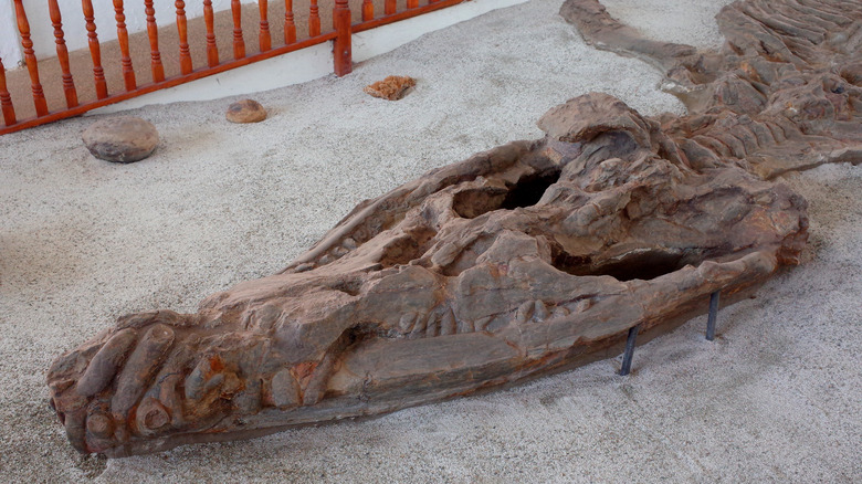 fossil of extinct kronosaurus head