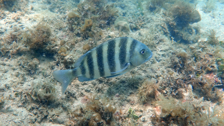 Sheepshead fish swimming