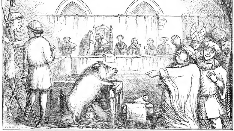 pig on trial