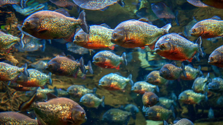 school of piranha fish