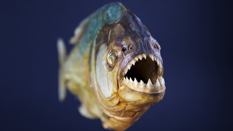 piranha with open mouth