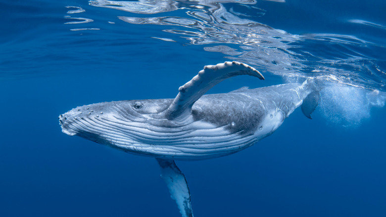 young humpback whale in ocean