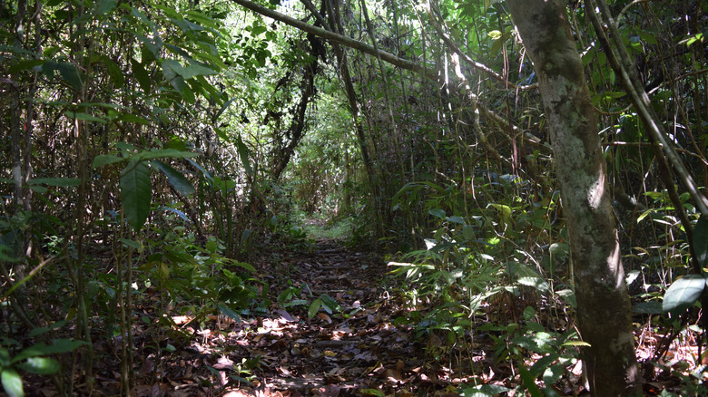 Barro Colorado Island