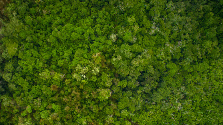 aerial view of Amazon rainforest