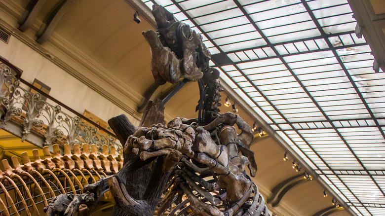 fossil specimen of giant ground sloth