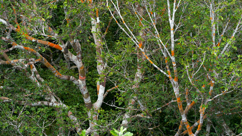 treetops and canopy of Amazon