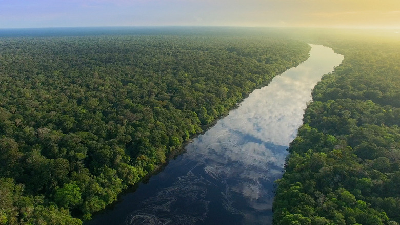 the Amazon in Brazil
