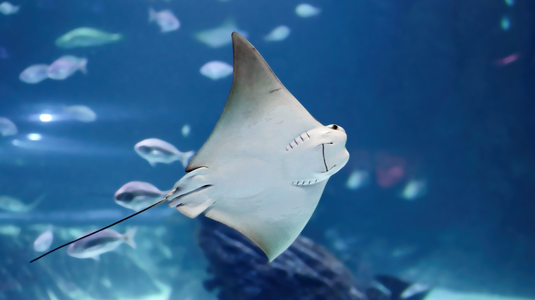 Stingray swimming