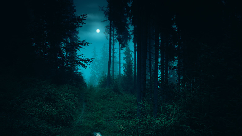creepy forest at night