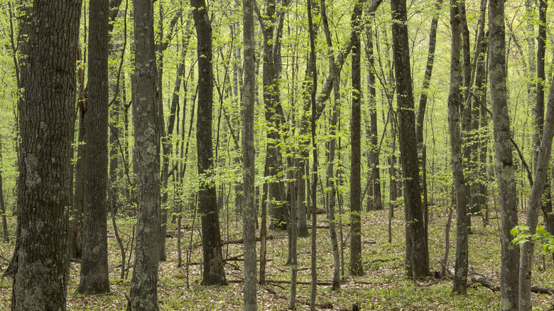 Connecticut woods