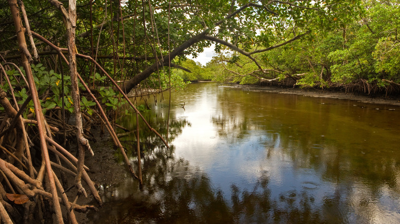 Florida creek