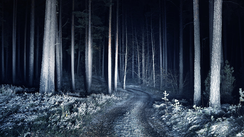 Rural road into forest