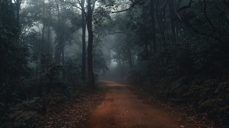 dirt road in woods