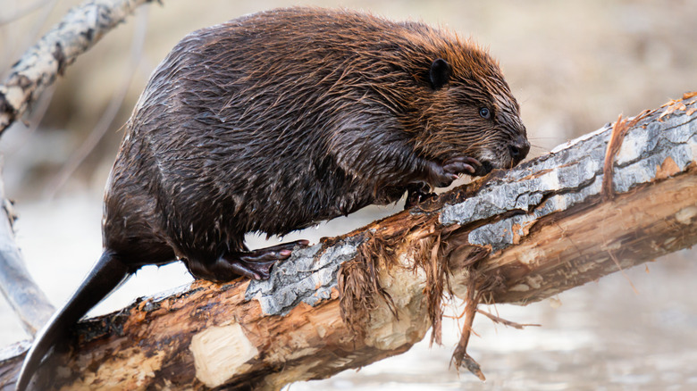 Beaver on a tree branch