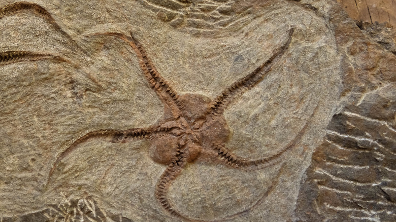 newly discovered brittle star
