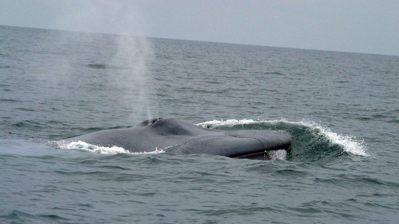 blue whale spouting water