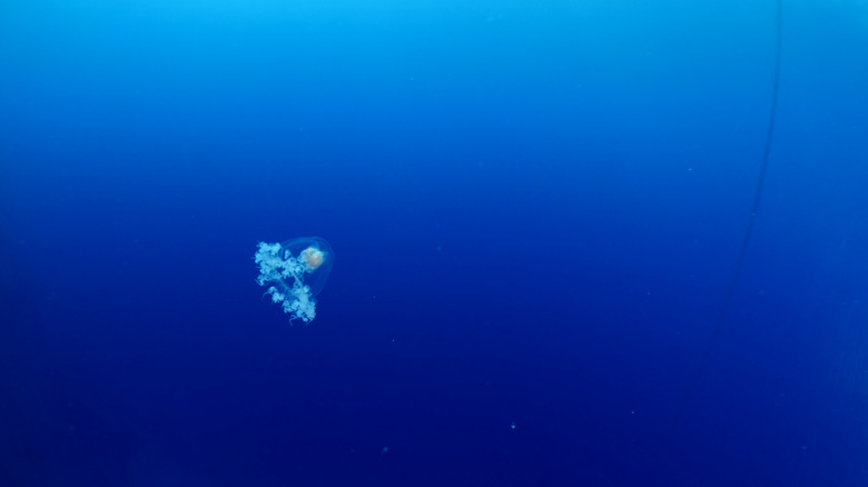 immortal jellyfish floating