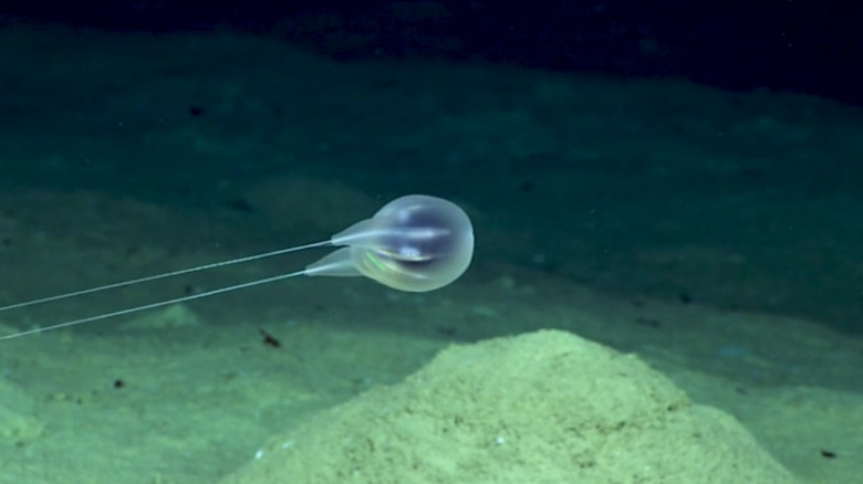 comb jelly floating