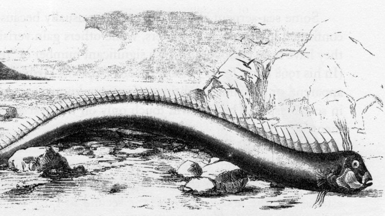 oarfish drawing from 1860