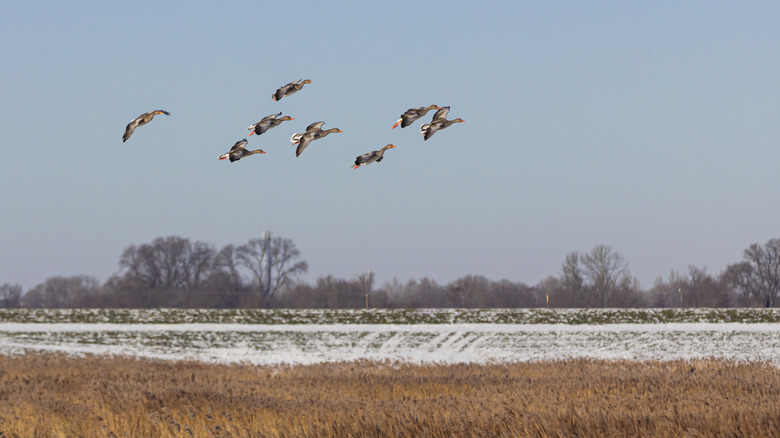 flock of geese descending