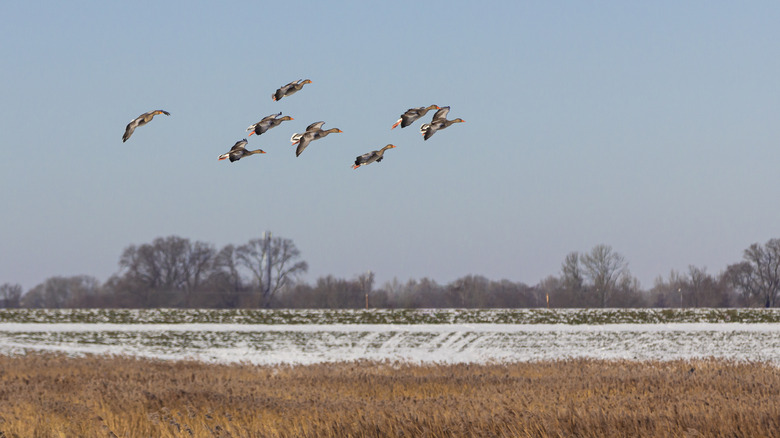 flock of geese descending