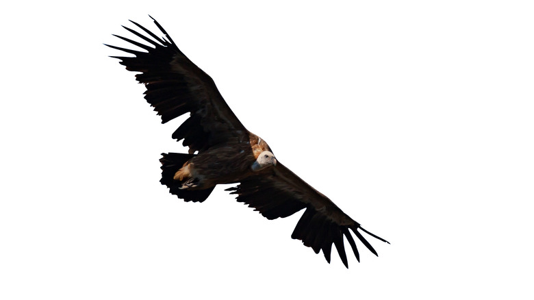 Flying vulture