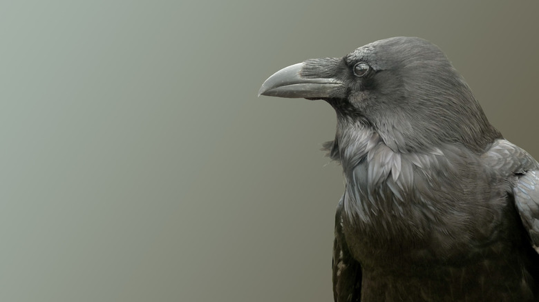 photo of raven