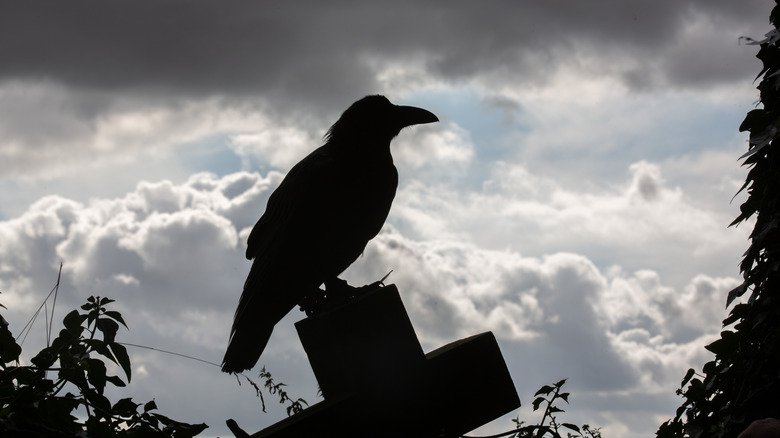 The silhouette of a crow