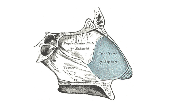 Diagram showing a cutaway of the nasal septum