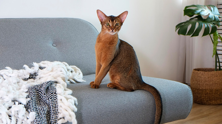 Abyssinian cat couch