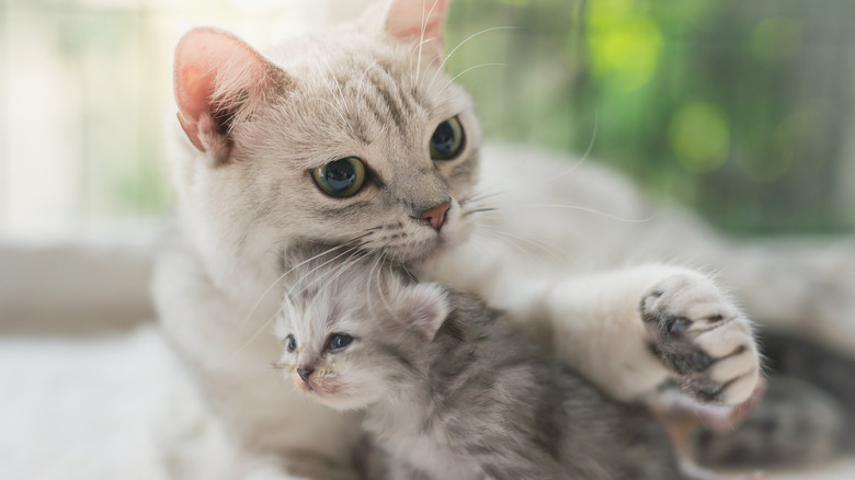 American Shorthair cat hugging kitten