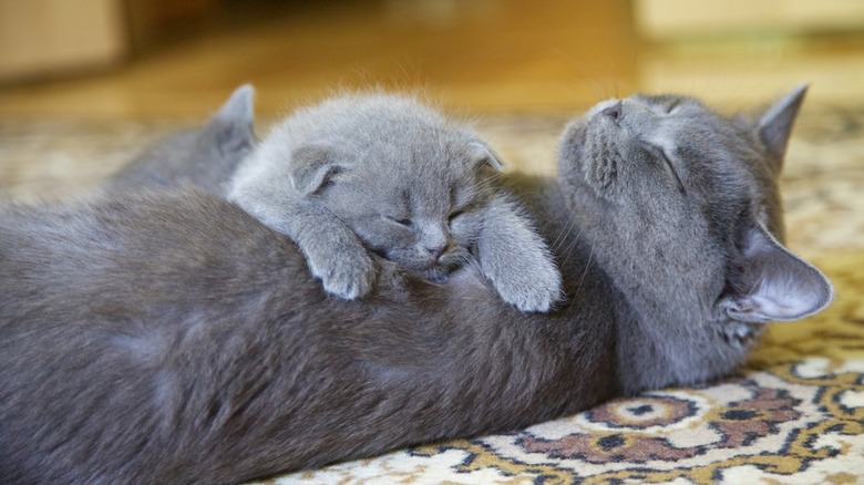 British shorthair cat kitten