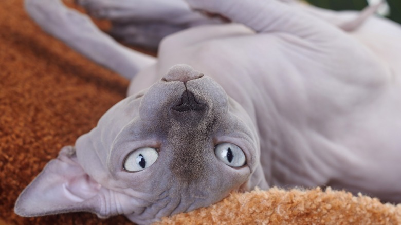 Sphynx cat upsidedown