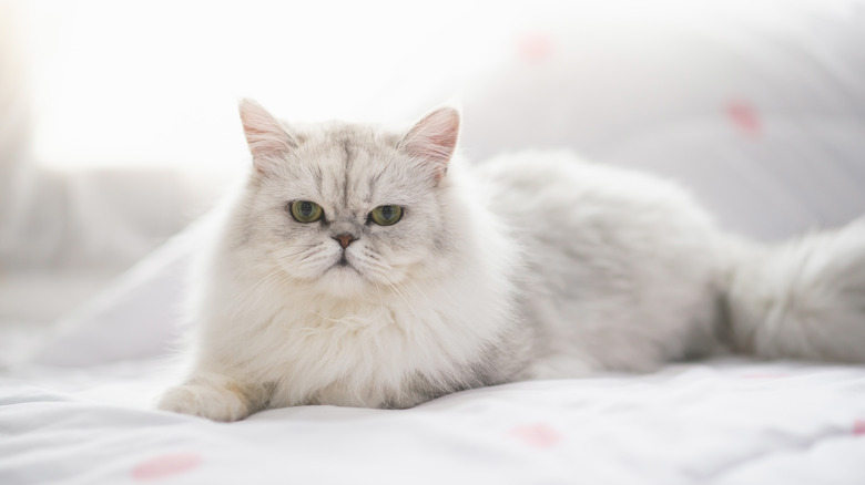 White Persian cat lying on sheets