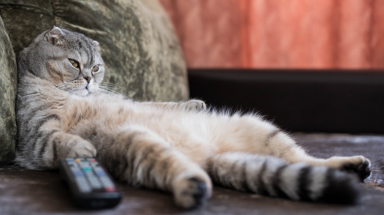 Scottish Fold cat television remote
