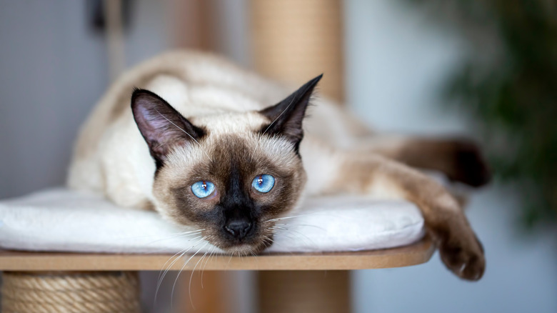 Siamese cat lying on counter